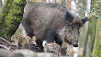 prase malí boar-3284138 1280